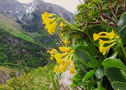 05 Primula auricula-Orecchia d'orso con vista in Cima Grem
